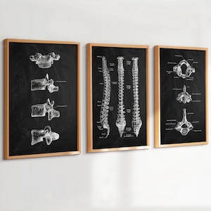 3 Spine Anatomy Posters Vertebral Column Vertebrae Skeletal System Orthopedic Gift Medical Art Doctor Gift Clinic Wall Decor Scientific Gift