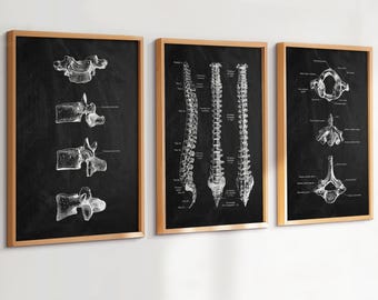 3 Spine Anatomy Posters Vertebral Column Vertebrae Skeletal System Orthopedic Gift Medical Art Doctor Gift Clinic Wall Decor Scientific Gift