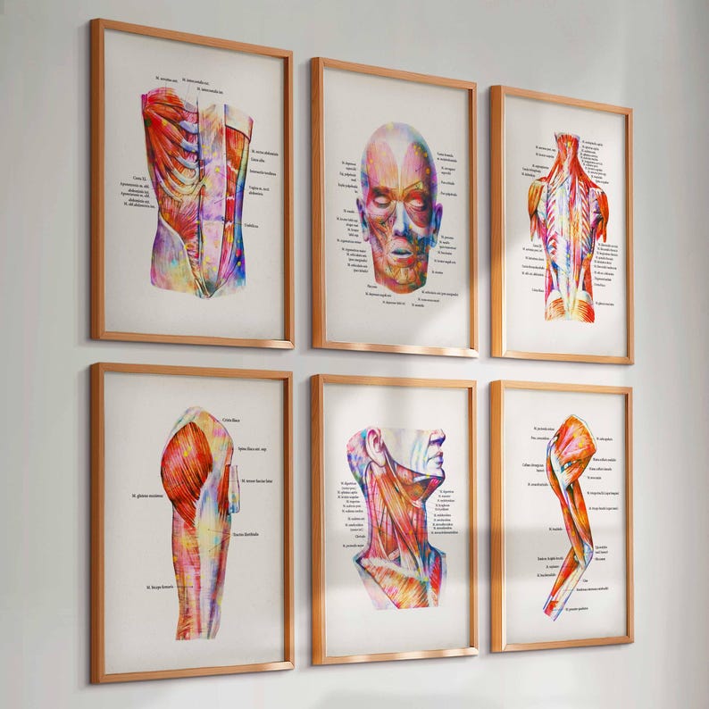 6 Watercolor Anatomy Art Muscular System Print Medical Art Muscles ...