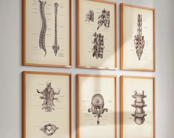 脊椎ポスター6枚セット 骨格系解剖学 脊柱アート 背骨アート 医療