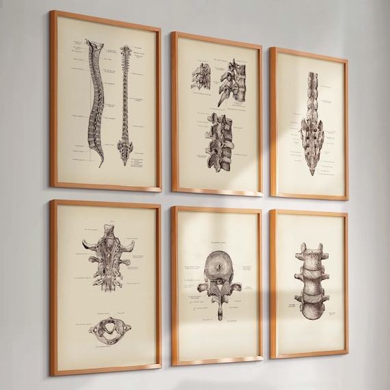 Set 6 Vintage Spine Anatomy Posters Vertebral Column Print Vertebrae Art Skeleton System Diagram Medical Art Chiropractic Clinic Wall Decor