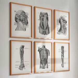 6 Vintage Anatomy Prints Muscular Diagram Medical Art Labeled Muscles Art Massage Clinic Decor Surgeon Gift Doctor Gift Scientist Gift
