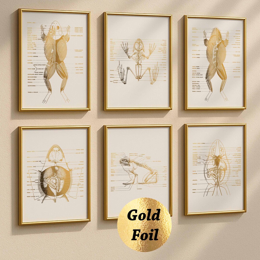 Set 6 Frog Anatomy Print Toad Physiology Poster Anuran Anatomy ...