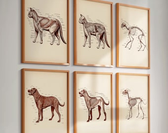Set 6 Vintage Pet Anatomy Art Dog Anatomy Cat Anatomy Biology Art Veterinary Art Pet Care Print Veterinary Clinic Wall Decor
