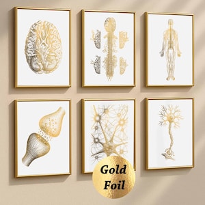 6 Neurology Art Prints, Brain Anatomy, Nervous System, Nerve Cell, Motor Neuron, Synapse Print, Neurologist Gift, Gold Foil Print