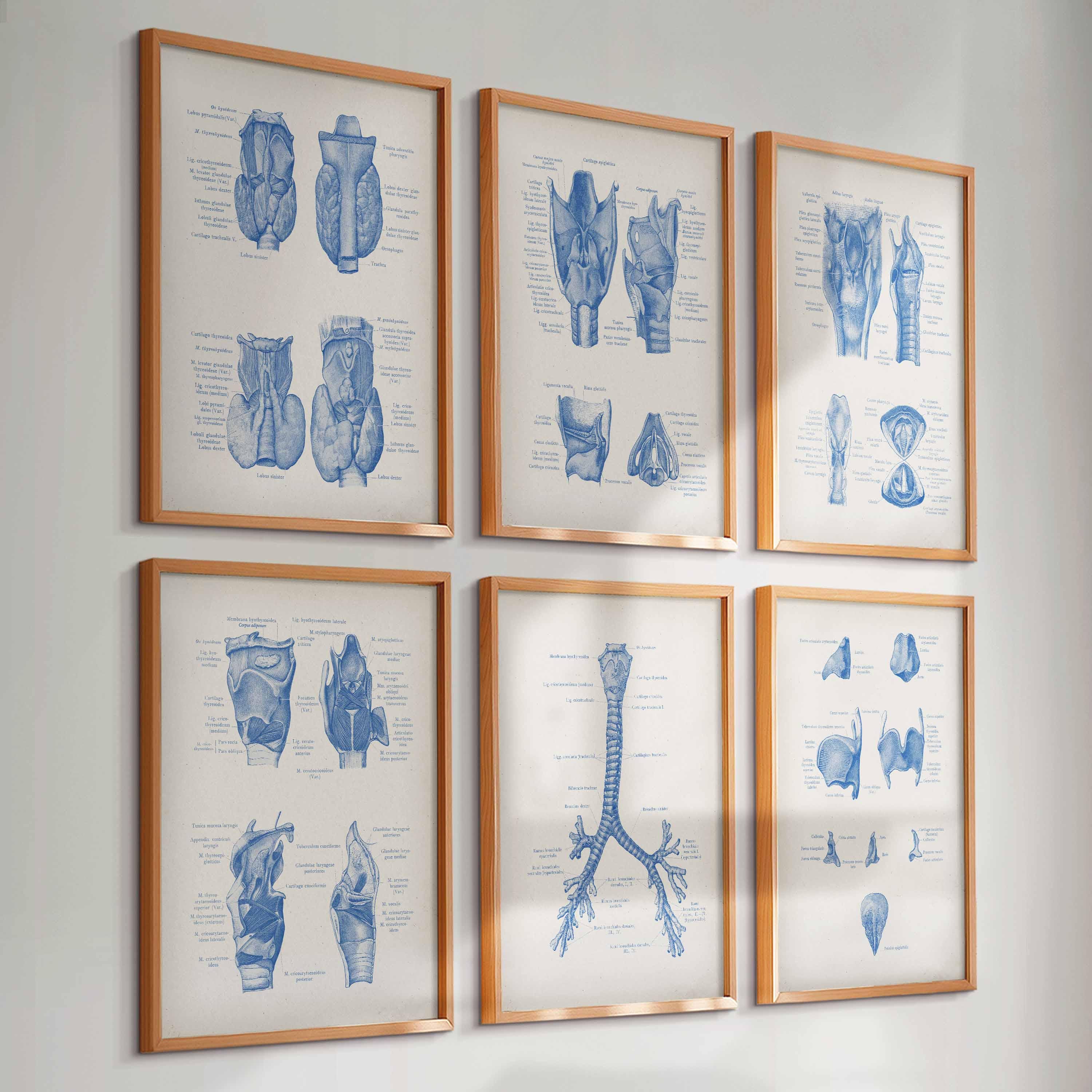 6 Vintage Respiratory System Anatomy Print Larynx Poster Thyroid Glands ...
