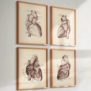 Set 4 Arte anatomica del cuore vintage Arte cardiologica Arte medica Arte scientifica Arte cardiologo Arte chirurgo cardiaco Regalo medico Regalo clinica Decorazione murale