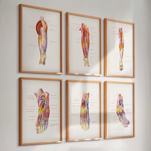 Set of 6 Foot Anatomy Posters Vintage Medical Wall Art Educational Charts Podiatry Office Decor Human Foot Bones and Muscles Anatomy Prints