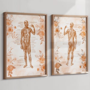 2 spierstelsel anatomie kunst aquarel medische kunst spier diagram bloemen schilderij chirurg cadeau massagetherapeut cadeau dokter kantoor decor