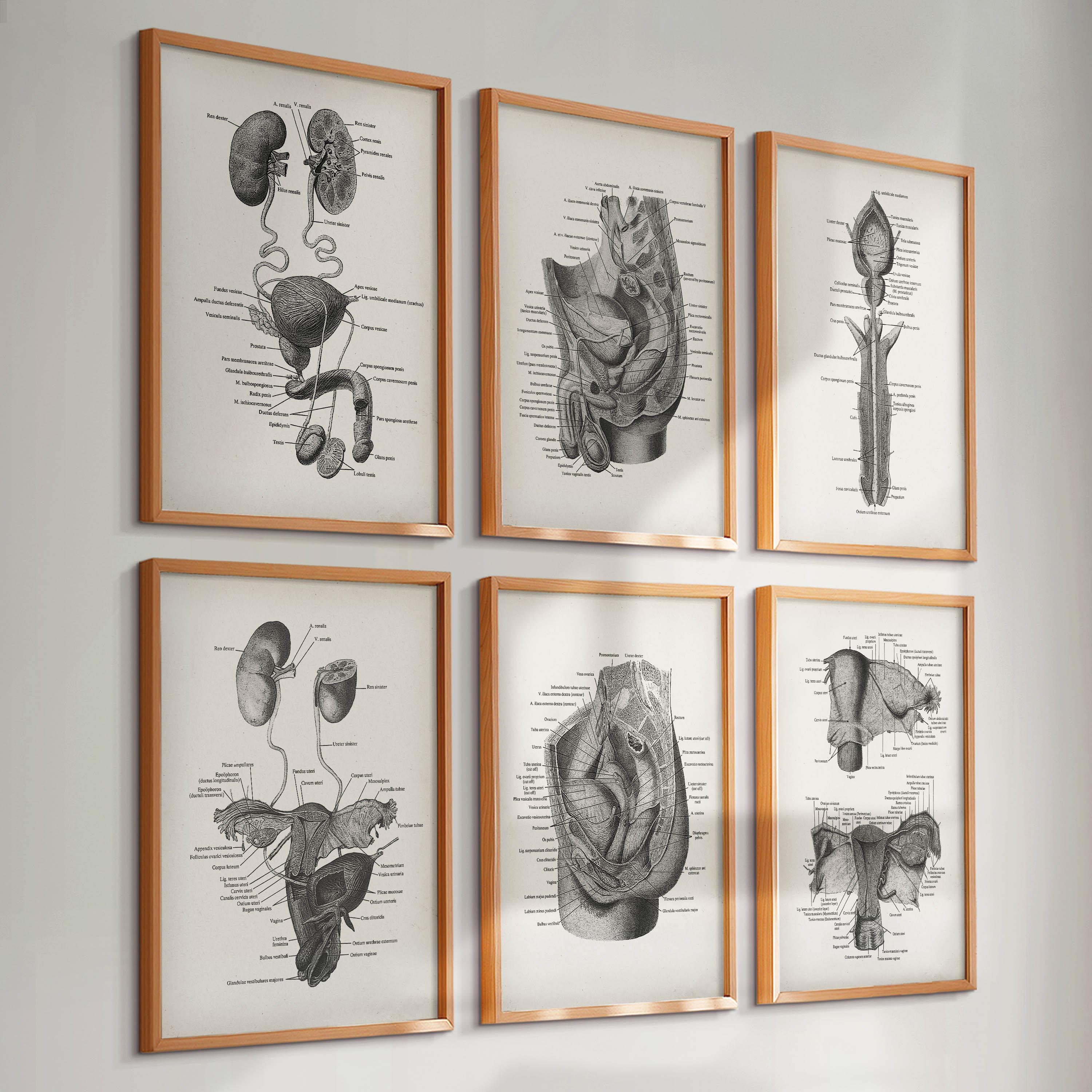 6 Vintage anatomy art, Female anatomy, Male anatomy, Urinary system diagram, Reproductive system art, Medical art, Clinic wall decor
