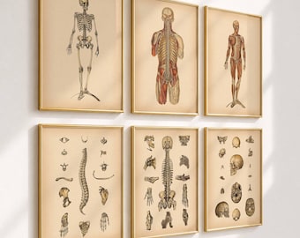 6 Vintage-Anatomieposter, Skelettsystem, Muskelsystem, Anatomiediagramm, Wanddekoration für Arztpraxen