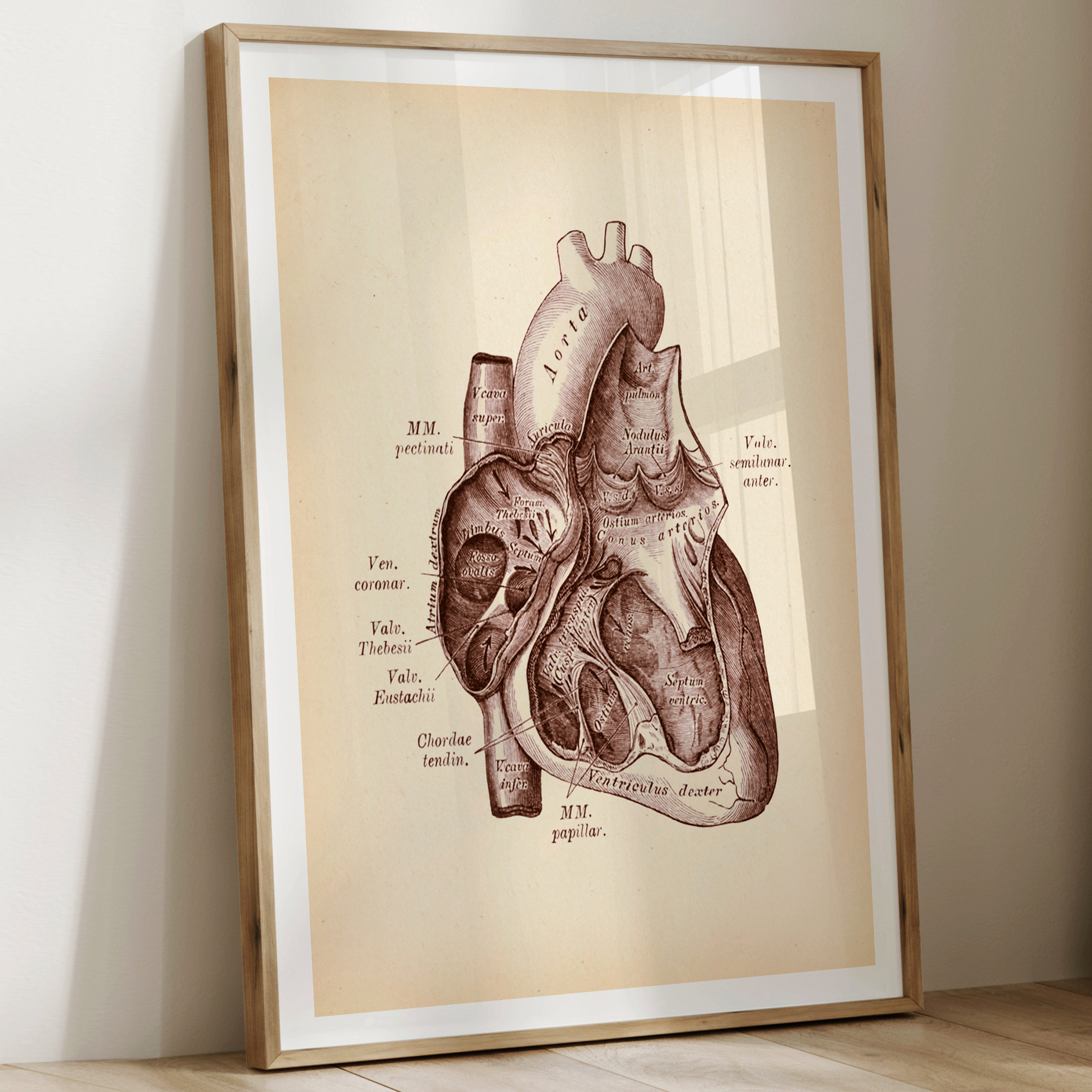 Set 4 Vintage Heart Anatomy Art Cardiology Art Medical Art Science Art ...