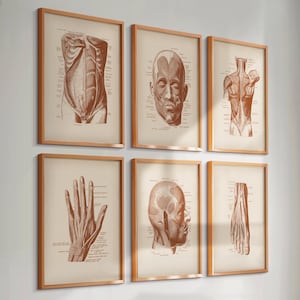 6 Vintage Muscles Anatomy Posters Human Muscular System Medical Art Massage Clinic Wall Decor Doctor Office Gift Physiotherapist Gift