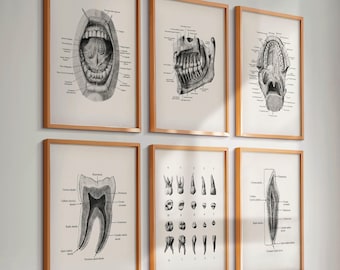歯科解剖学ポスター6枚セット 歯科ポスター 歯の構造図 歯の番号 歯科