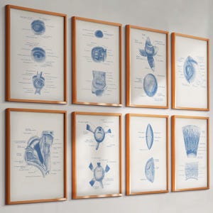 8 Vintage Eye Anatomy Posters Human Eye Chart Optometry Art Ophthalmology Art Eye Diagram Medical Art Optician Gift Clinic Decoration