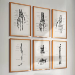 Könnte beinhalten: Satz von sechs Schwarzweiß-anatomischen Illustrationen der menschlichen Hand- und Armknochen, gerahmt in Gold.