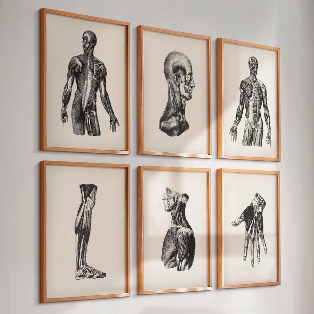 6 Vintage Anatomy Posters Muscular System Prints Muscles Diagram ...