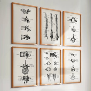 Set 6 Vintage Spine Vertebral Column Anatomy Posters Vertebrae Spinal Diagram Medical Art Orthopedic Art Chiropractic Clinic Wall Decor