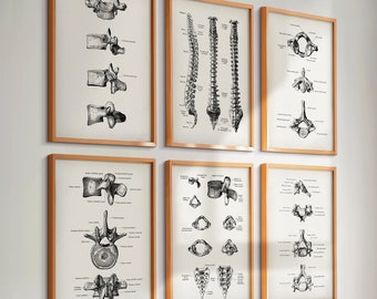Set 6 Vintage Spine Vertebral Column Anatomy Posters Vertebrae Spinal Diagram Medical Art Orthopedic Art Chiropractic Clinic Wall Decor
