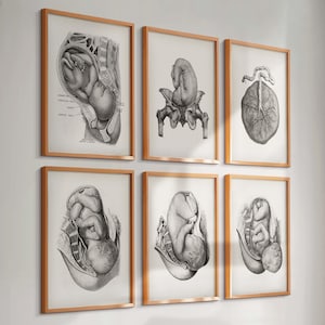 6 Vintage Pregnancy Anatomy Posters Childbirth Art Fetus in Womb Print Placenta Print Medical Art Obgyn Art Midwife Gift Female Physiology