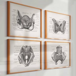 May include: A set of four framed anatomical prints featuring detailed black and white illustrations of the human pelvic region and musculature. Each print includes scientific labels in Latin, presented in light wood frames on a plain wall.