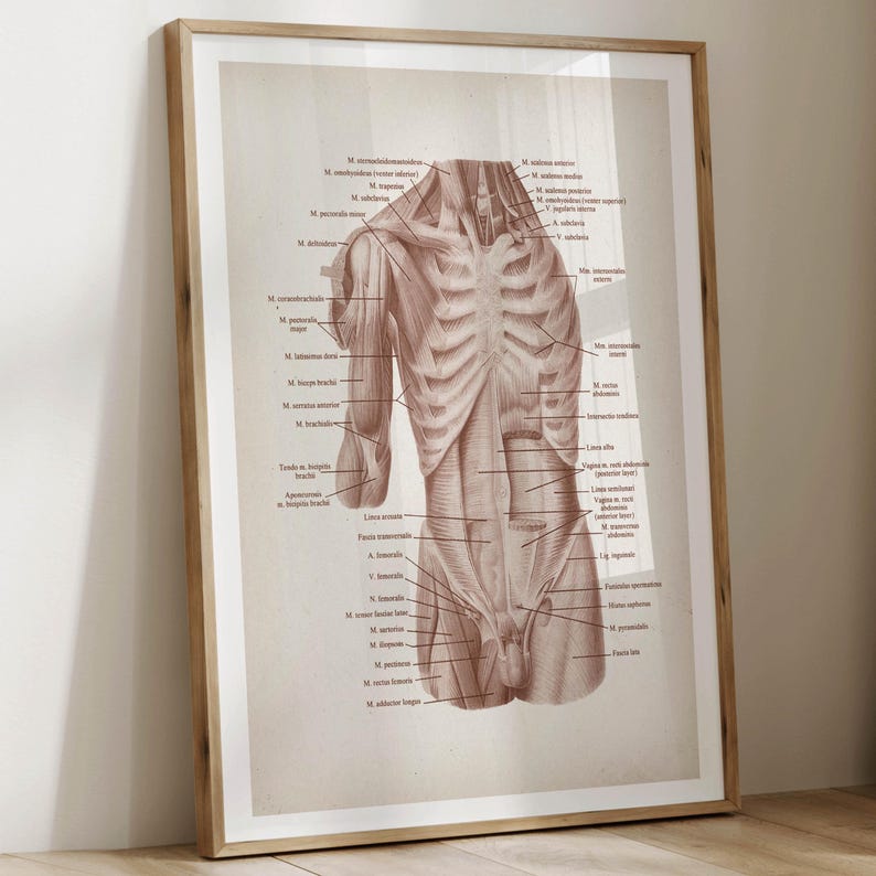 Set 6 Vintage Surgical Anatomy Art Musculoskeletal System Posters ...