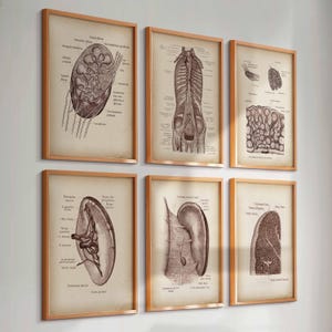 以下が含まれることがあります： 6つの額装されたヴィンテージ解剖学的プリント。各プリントは、クリーム色の背景にセピアトーンで描かれた人体の臓器の詳細なイラストを特徴としています。フレームは暖かく明るい茶色で、クラシックで教育的な美学を作り出しています。