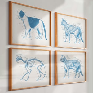 Lot de 4 affiches vintage d&#39;anatomie de chat, physiologie féline, biologie, art, anatomie animale, anatomie pour animaux de compagnie, art vétérinaire, cadeau vétérinaire, cadeau biologiste