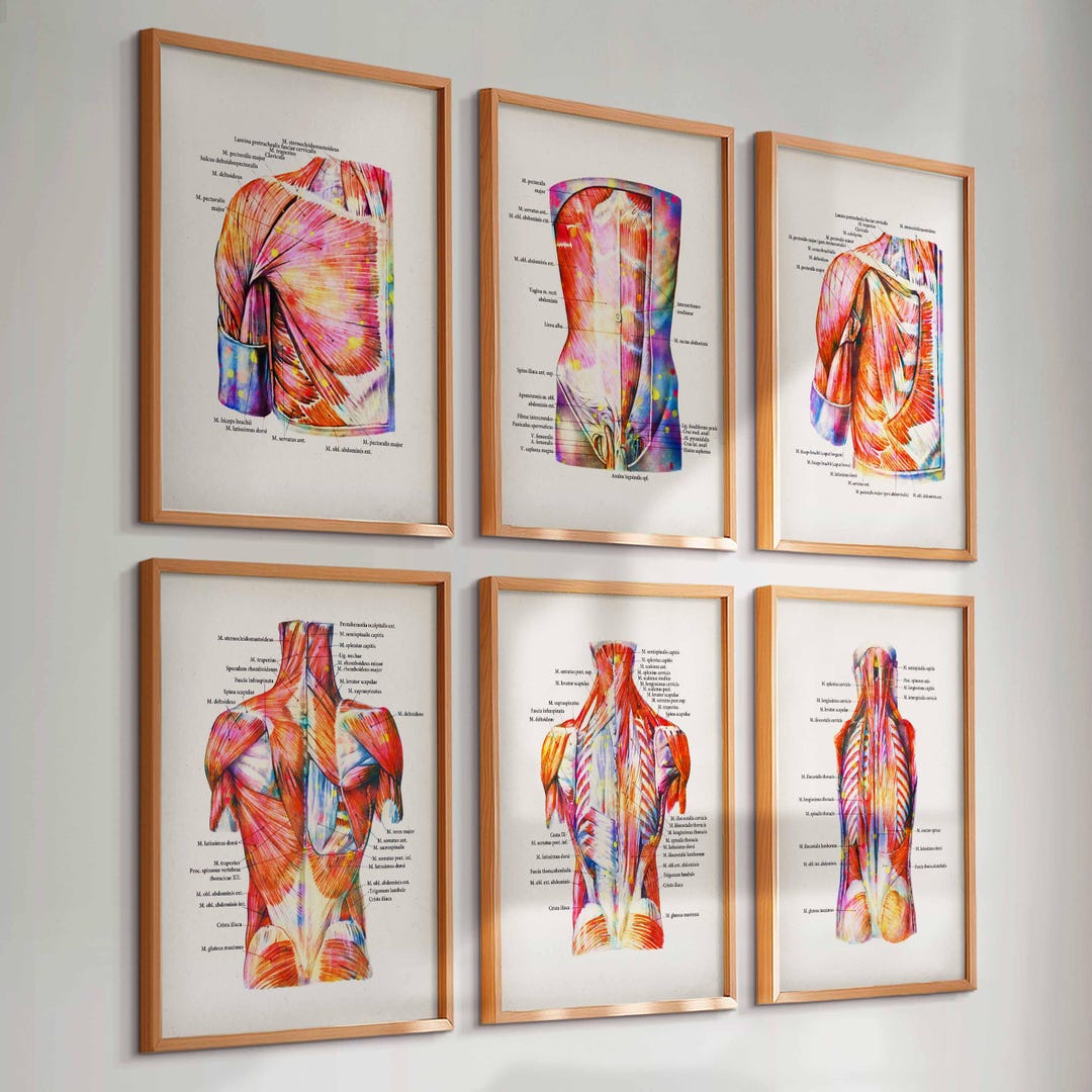 6 Muscular System Posters Watercolor Anatomy Painting Medical Artwork ...