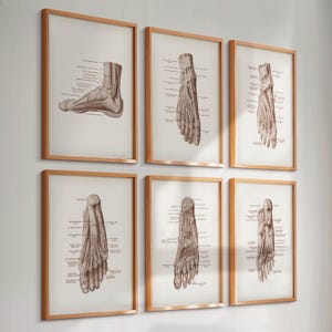 Set 6 Vintage Foot Anatomy Posters Muscles Ligaments Diagram Medical Art Labeled Muscles Orthopedic Gift Massage Clinic Decor Surgeon Gift