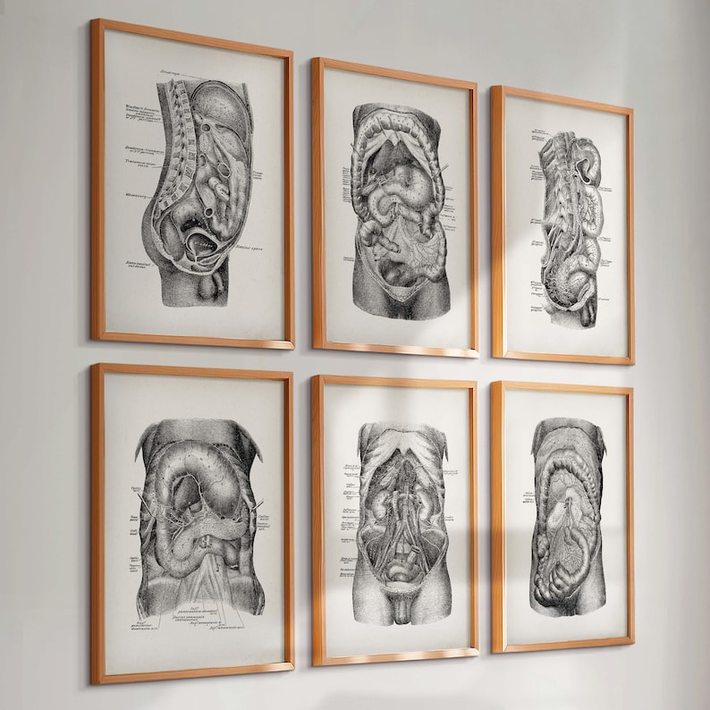 Vintage Abdominal Cavity Anatomy Poster Set 6 Internal Organs Diagram ...