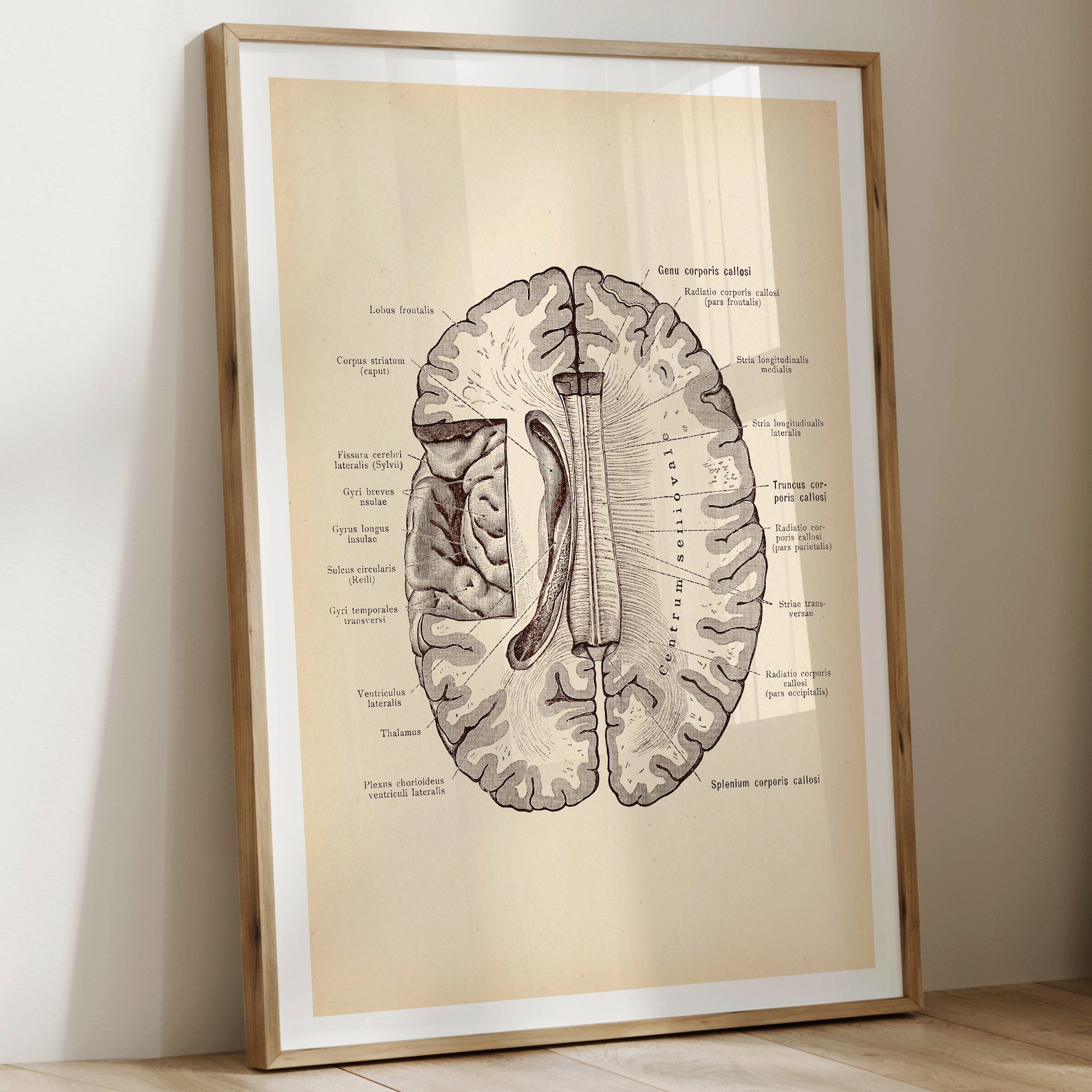 10 Vintage Brain Anatomy Prints, Neurology Poster, Neuroscience Art ...