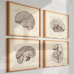Può includere: Quattro stampe incorniciate di illustrazioni dettagliate dell'anatomia del cervello. Ogni stampa presenta uno sfondo color seppia con un diagramma del cervello in scala di grigi e parti anatomiche etichettate. Le cornici sono in legno chiaro.