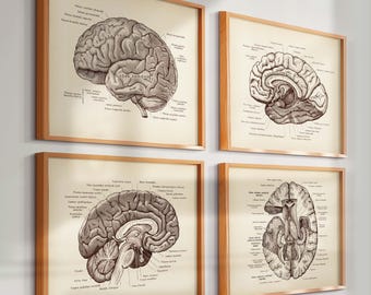 Könnte beinhalten: Vier gerahmte Drucke mit detaillierten Illustrationen der Gehirnanatomie. Jeder Druck zeigt einen sepiafarbenen Hintergrund mit einem graustufigen Gehirndiagramm und beschrifteten anatomischen Teilen. Die Rahmen sind aus hellem Holz.