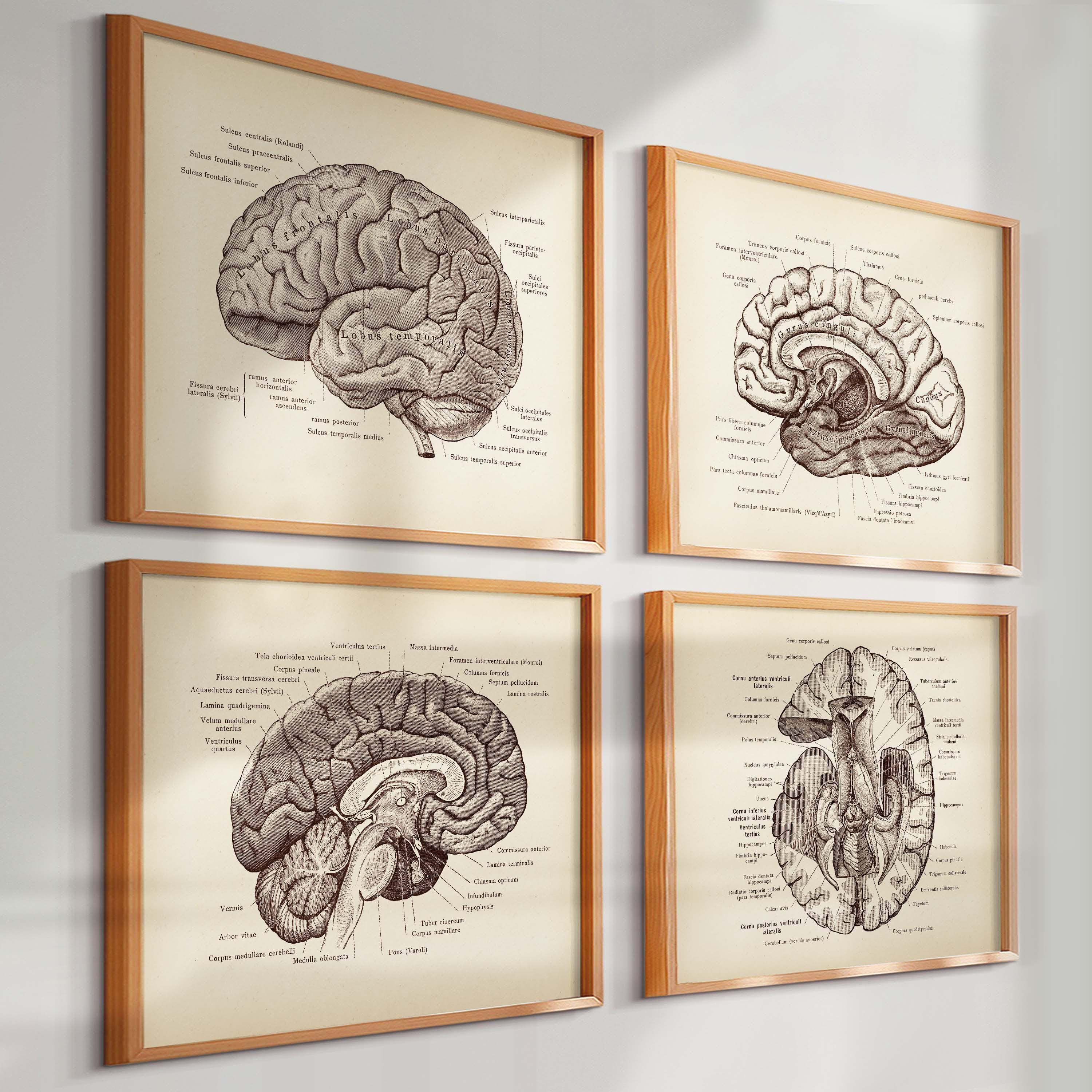 Vintage Brain Anatomy Posters | Set of 4 Prints | Antique Medical Wall ...