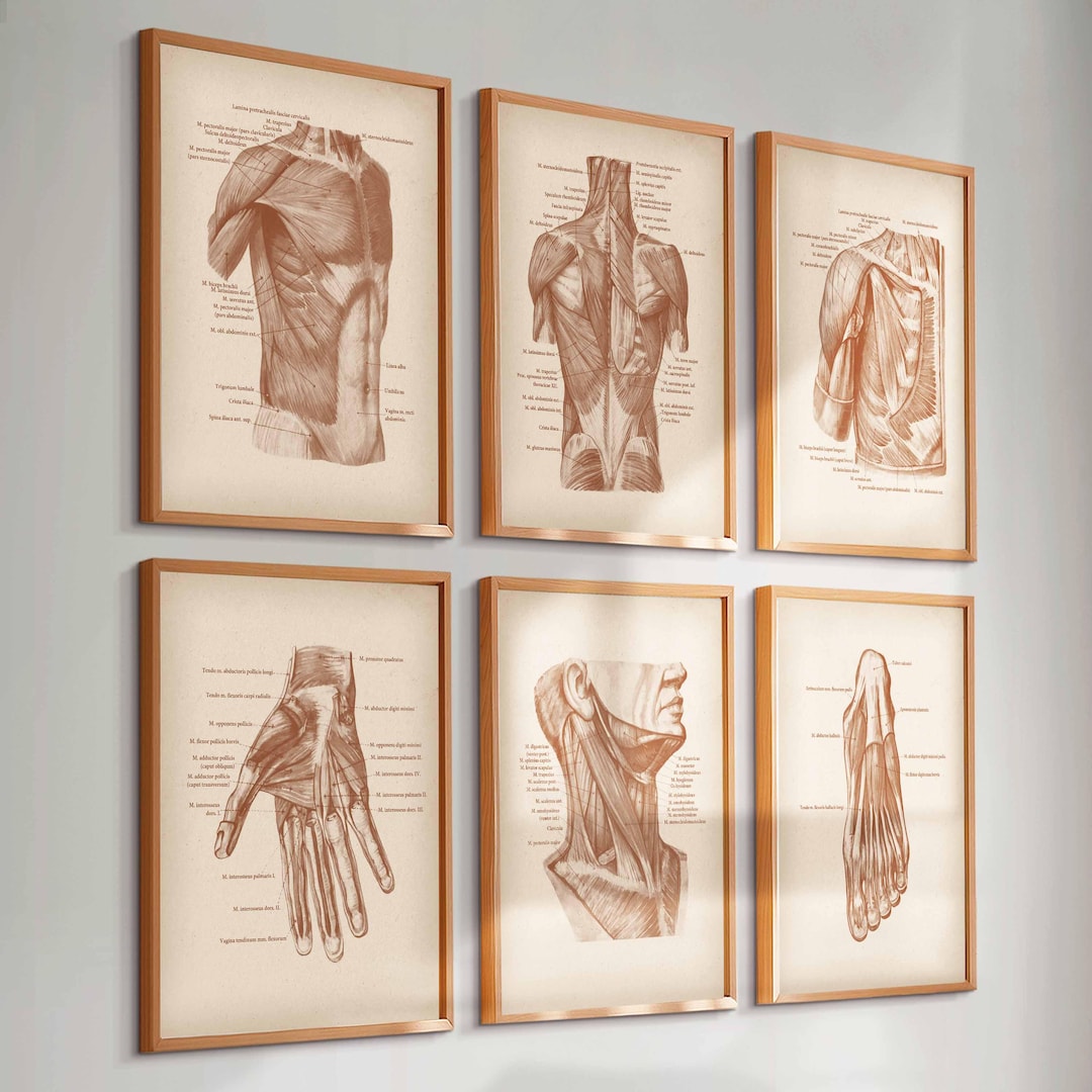 6 Vintage Muscle Anatomy Posters Muscular System Prints Medical Art ...