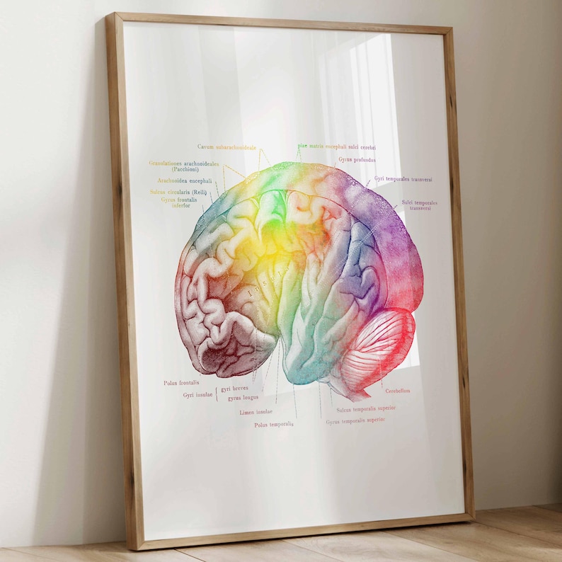 Set 6 Watercolor Brain Anatomy Art Neuroscience Art Medical Artwork ...