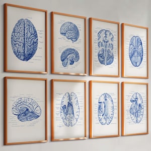 Könnte beinhalten: Ein Set aus acht gerahmten anatomischen Drucken mit detaillierten blauen Tuschezeichnungen des menschlichen Gehirns aus verschiedenen Perspektiven, einschließlich Querschnitten und Seitenansichten, mit wissenschaftlichen Beschriftungen.