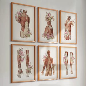 Set 6 vintage anatomie posters spierstelsel diagram medische kunst bloemen spieren arts cadeau massage kliniek muur decor chirurg cadeau wetenschap