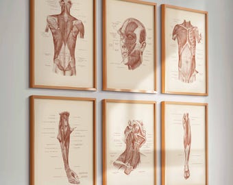 12 Muscular System Anatomy Posters Muscles Structure Print Medical Art ...