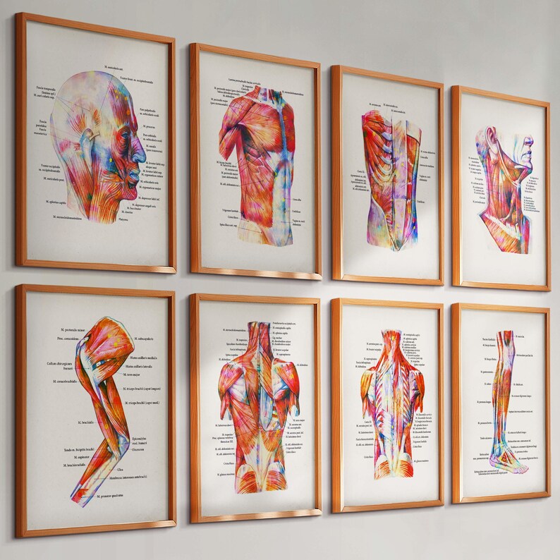 8 Watercolor Anatomy Prints Muscular System Poster Medical Artwork ...
