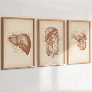 May include: Three framed wall art prints featuring detailed anatomical illustrations of human organs in a sepia tone. Each print displays a specific organ with scientific labels and lines pointing to various parts, all encased in light wood frames.