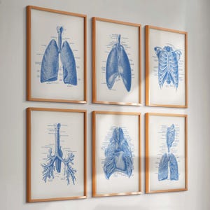 Op de afbeelding: Zes ingelijste prints met blauwe anatomische diagrammen van het menselijk ademhalingssysteem. De prints, met houten frames, tonen illustraties van longen, luchtpijp en ribbenkast, voor een vintage medische esthetiek.