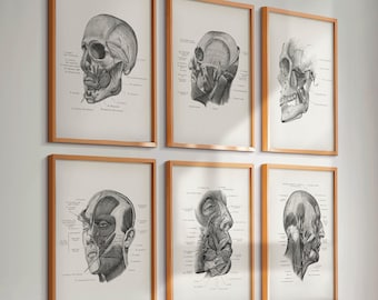 6 Vintage Head Anatomy Posters Facial Muscles Prints Medical Art Facial Treatment Plastic Surgery Doctor Gift Massage Clinic Decor