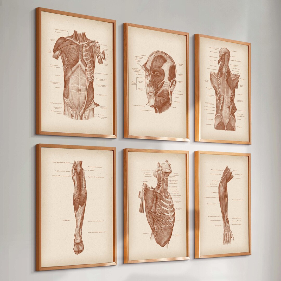 Set 6 Vintage Anatomy Posters Medical Art Labeled Muscular System ...