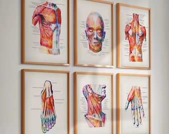 6 akvarell posters med muskelanatomi, diagram över muskelsystemet, medicinsk konst, märkta muskeldiagram, läkarpresent, massageklinikdekor, kirurgpresent