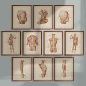 10 Vintage Muscle Anatomy Prints, Medical Poster, Labeled Muscles Diagram, Muscular System Chart, Doctor Gift, Scientist Gift, Surgeon Gift