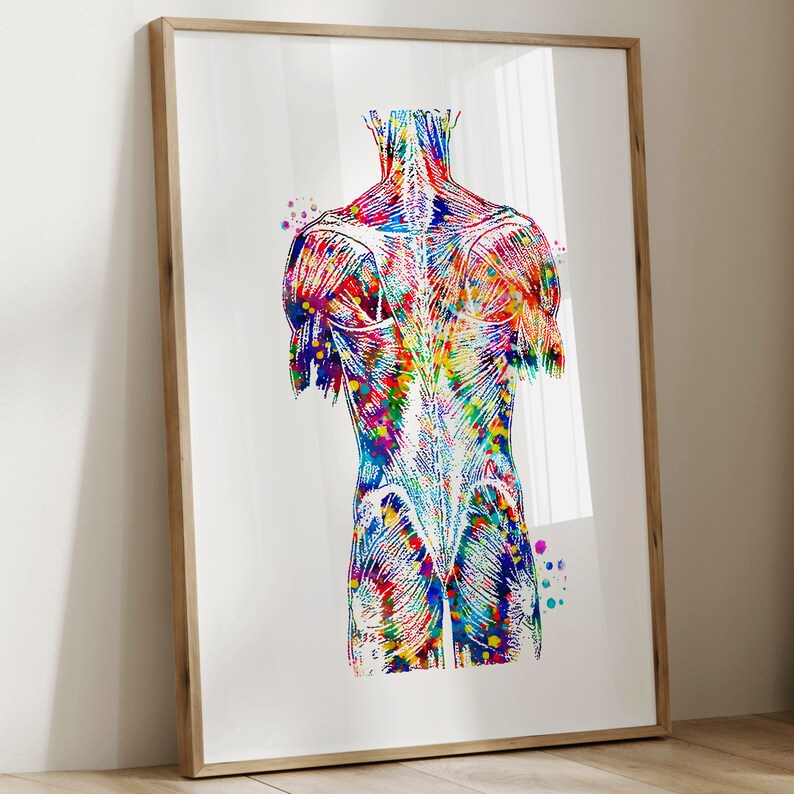 3 Watercolor Anatomy Art Human Torso Art Muscular System Art Medical ...