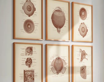 眼球解剖図 掛軸 昭和レトロ￼ 眼球解剖図 リトグラフ 1901年頃 • オリジナルアンティークプリント