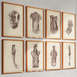 8 Vintage Anatomy Posters Muscular System Chart Body Muscles Diagram Medical Art Massage Physiotherapy Clinic Decor Doctor Gift Surgeon Gift
